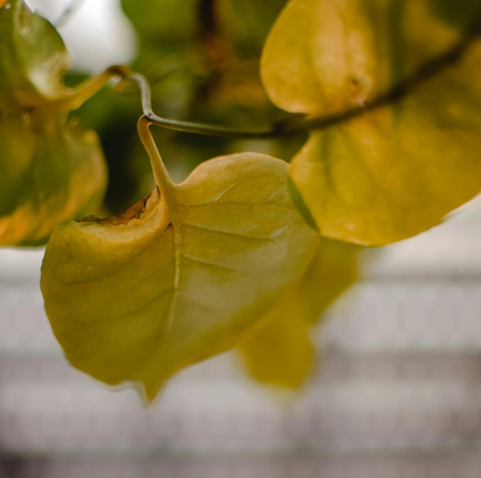 folhas amarelas nas plantas