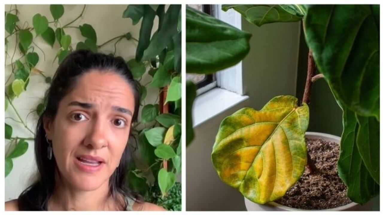 o que causa folhas amarelas na planta