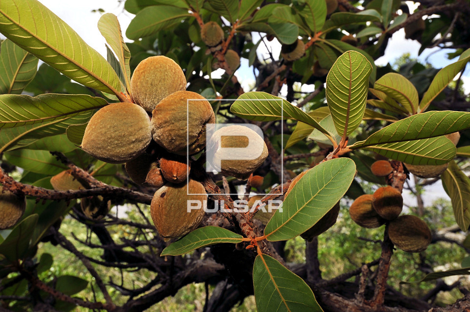 Como Preparar a Pupuia: Uma Delícia da Amazônia