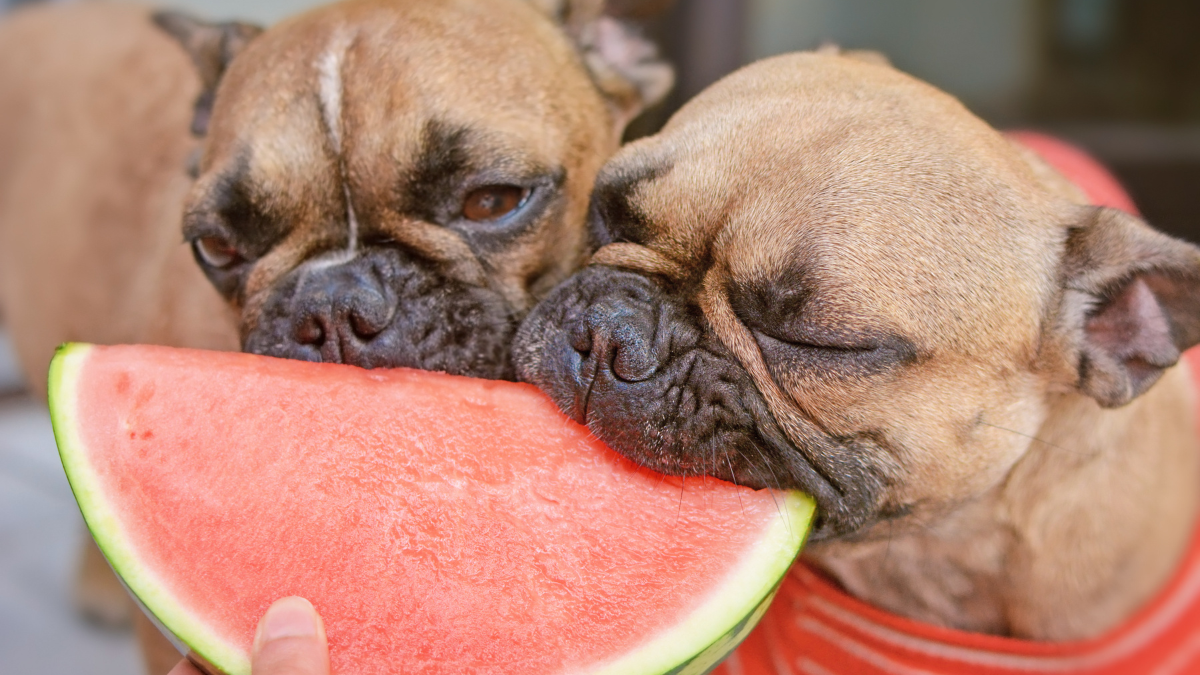 Mitos e verdades sobre a alimentação natural para cães