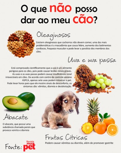Receitas de petiscos caseiros com frutas para cães