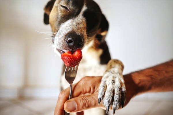 Legumes que seu cachorro pode comer: um guia completo