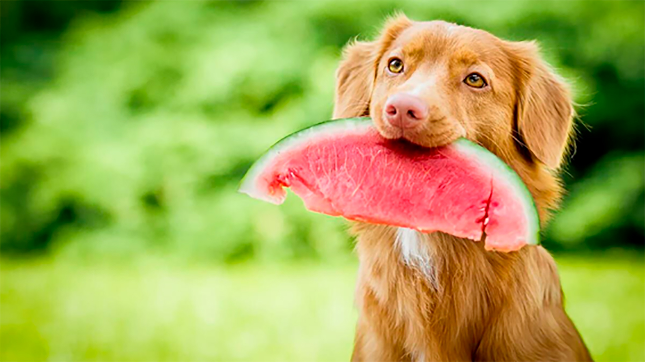 Como preparar frutas congeladas para cães no verão