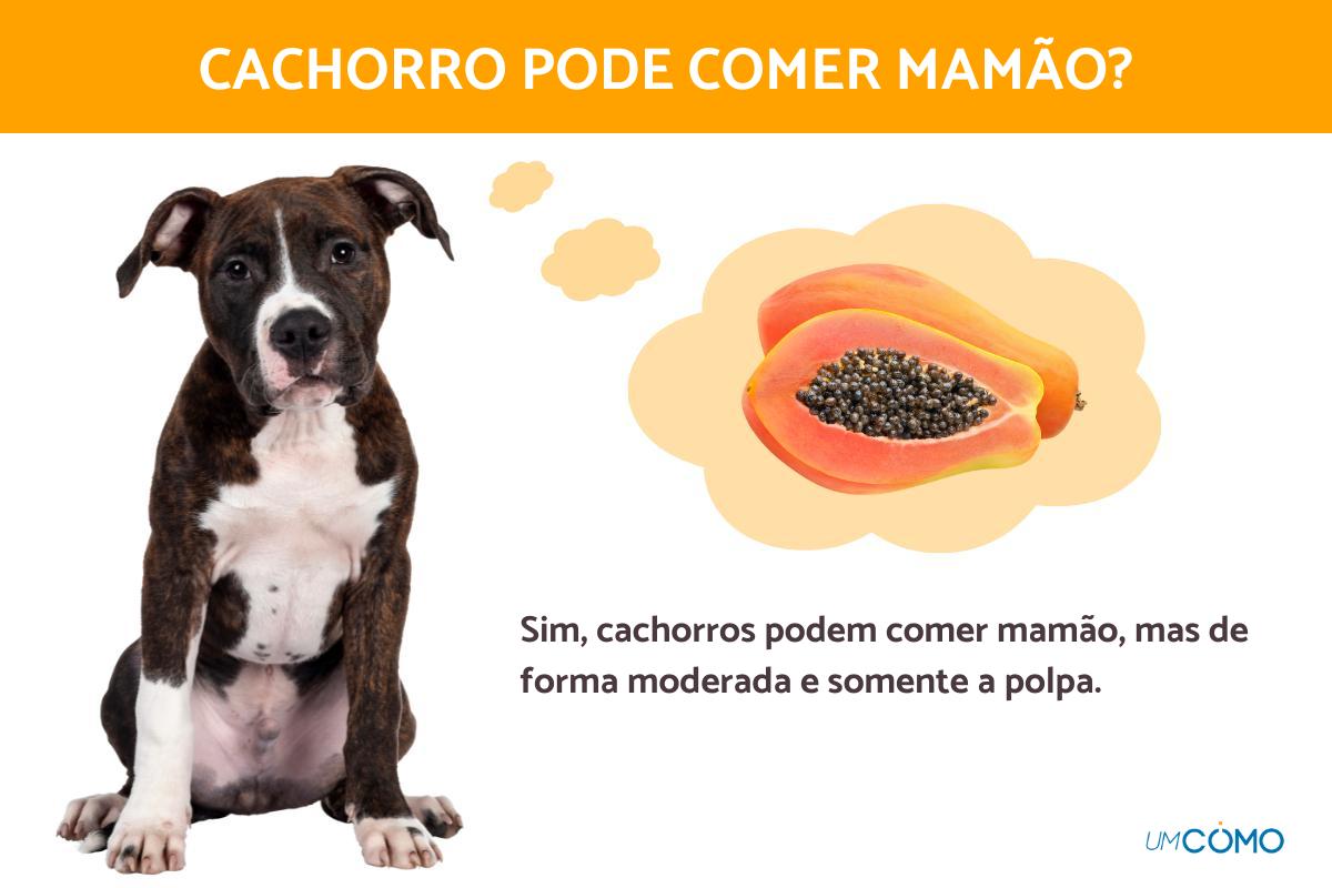 Sinais de intoxicação por frutas em cachorros: o que fazer?