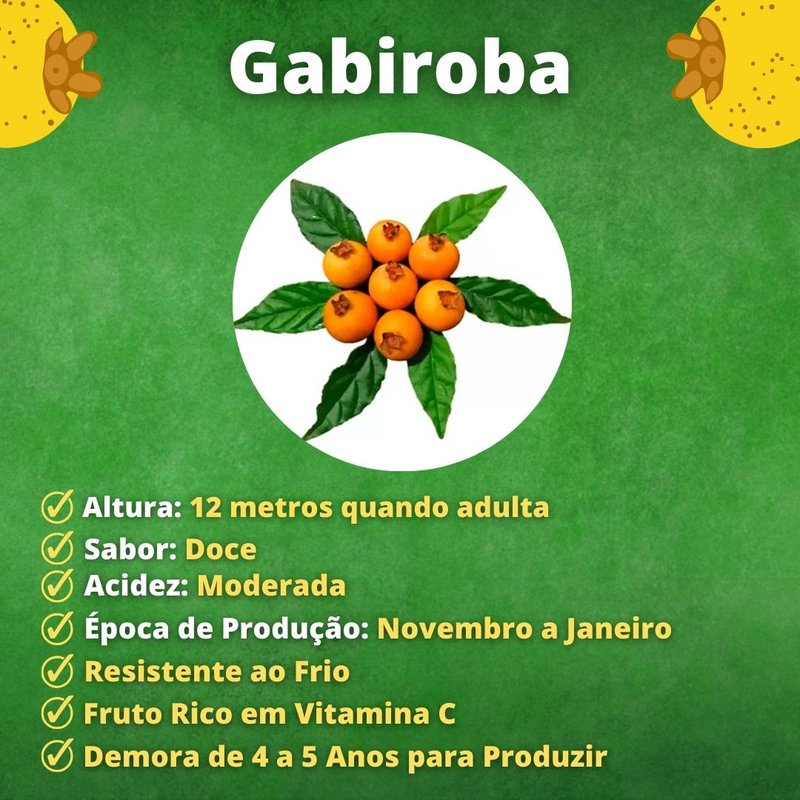Guia Completo de Cultivo da Gabiroba: Do Plantio à Colheita