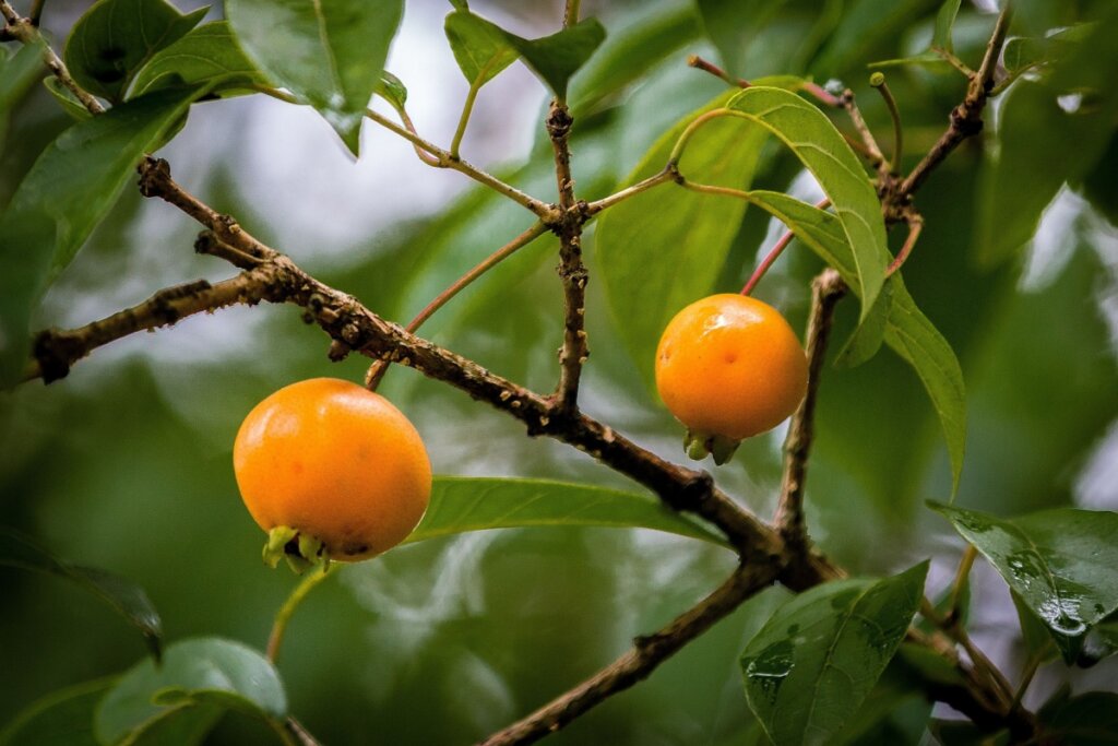 Receitas Refrescantes com Gabiroba: Sucos