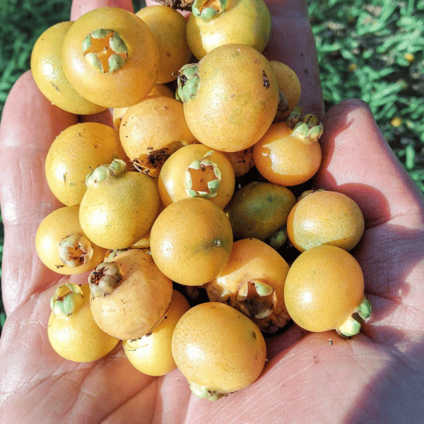 Geleias e Sobremesas