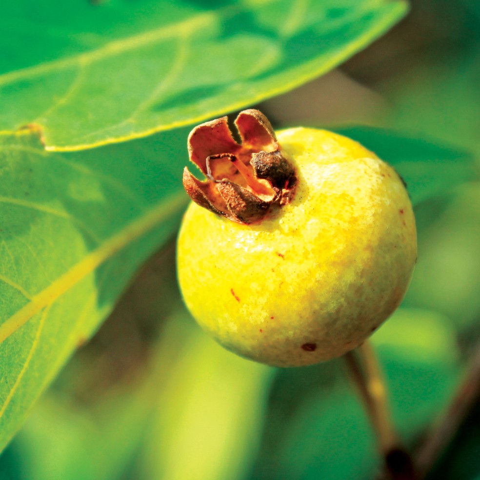 Gabiroba vs. Guavira: Desvendando as Diferenças e Semelhanças