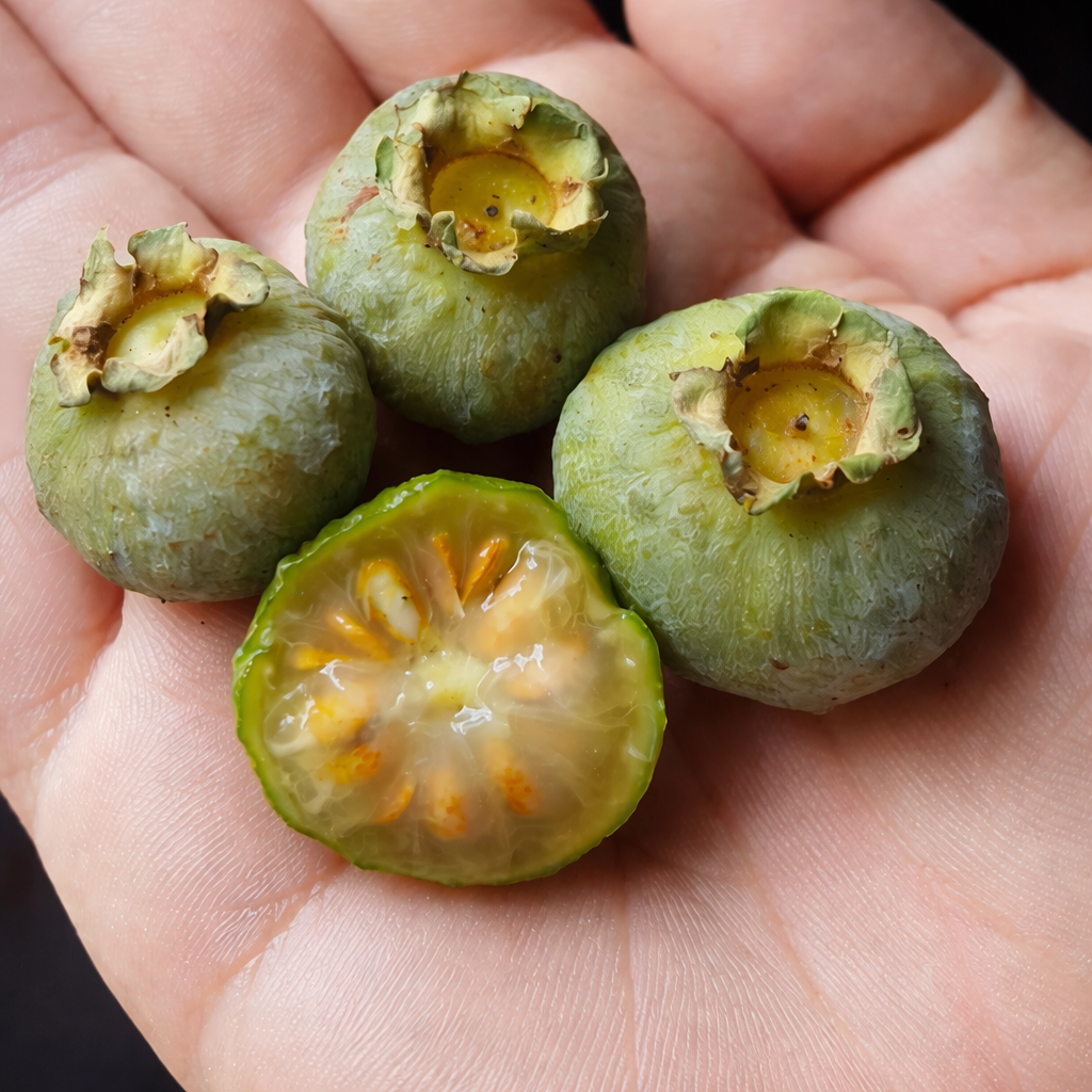 Os Benefícios Medicinais da Gabiroba: Um Olhar Aprofundado