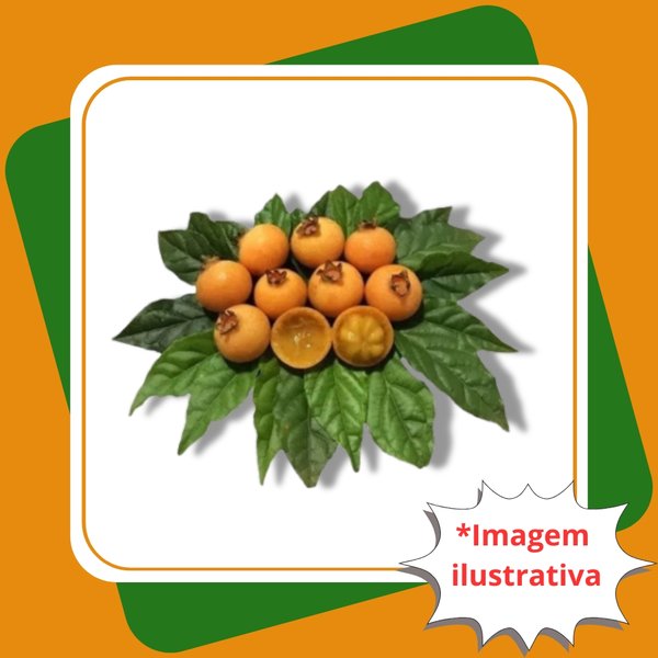 Onde Encontrar e Como Escolher a Melhor Gabiroba na Safra