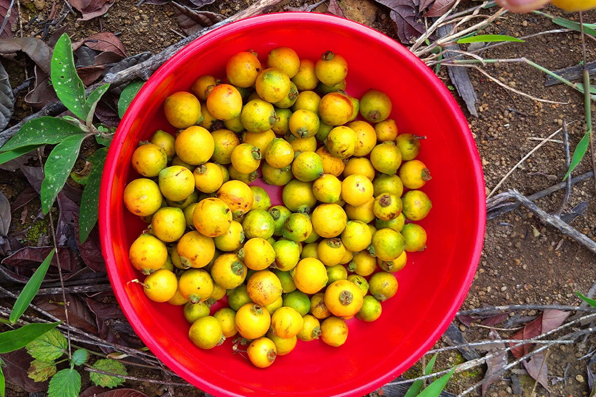 Guia Completo de Cultivo da Gabiroba: Do Plantio à Colheita