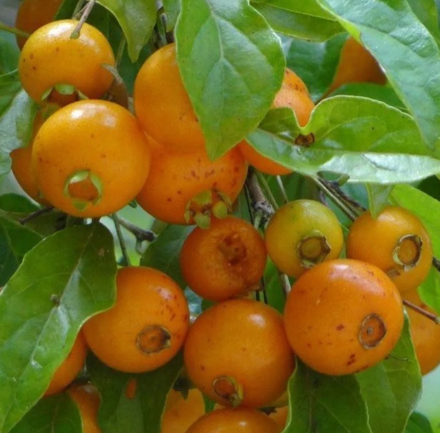 Receitas Refrescantes com Gabiroba: Sucos