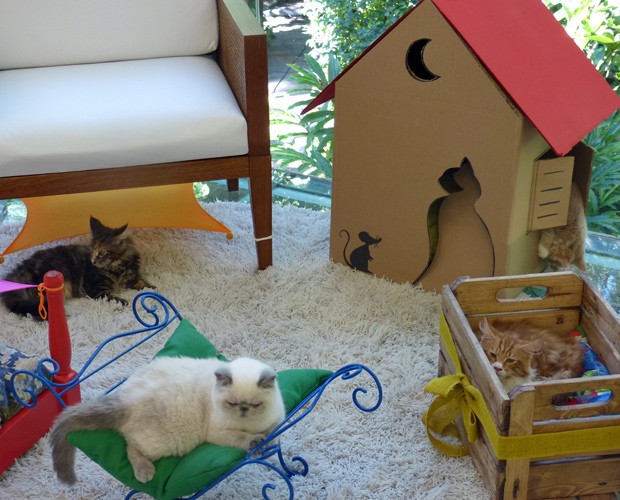 Como Encontrar e Usar Fotos de Gatinhos Fofos para o Seu Perfil