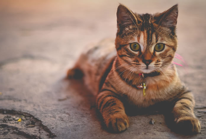 Os 7 Gatinhos Mais Fofos por Raça para Alegrar o Seu Dia