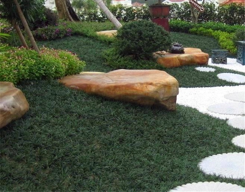 Ophiopogon japonicus preço