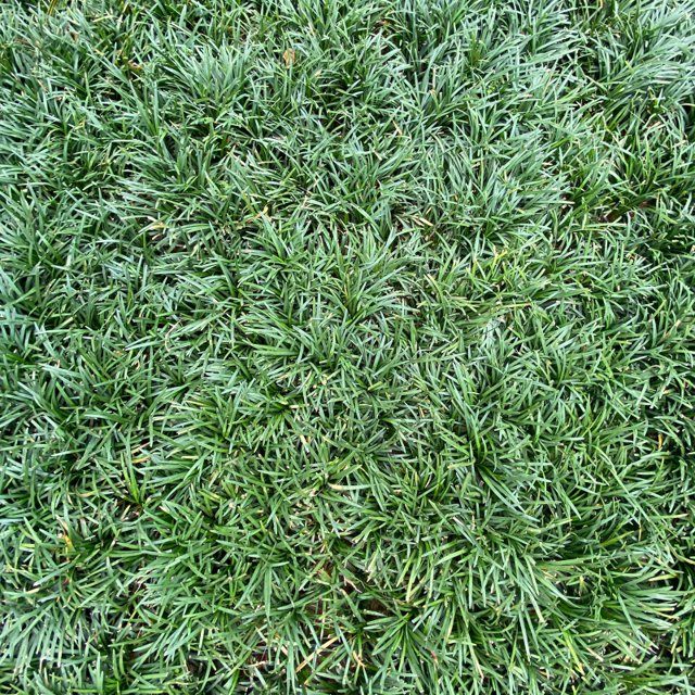 Ophiopogon japonicus preço