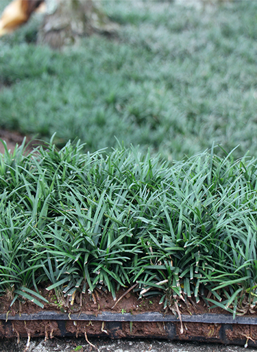 Onde comprar Ophiopogon japonicus