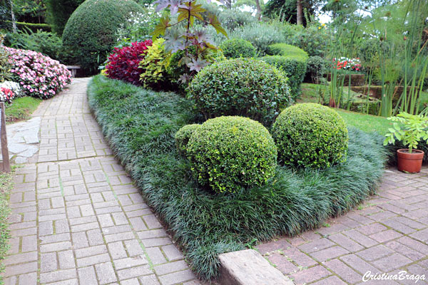 manutenção grama preta anã