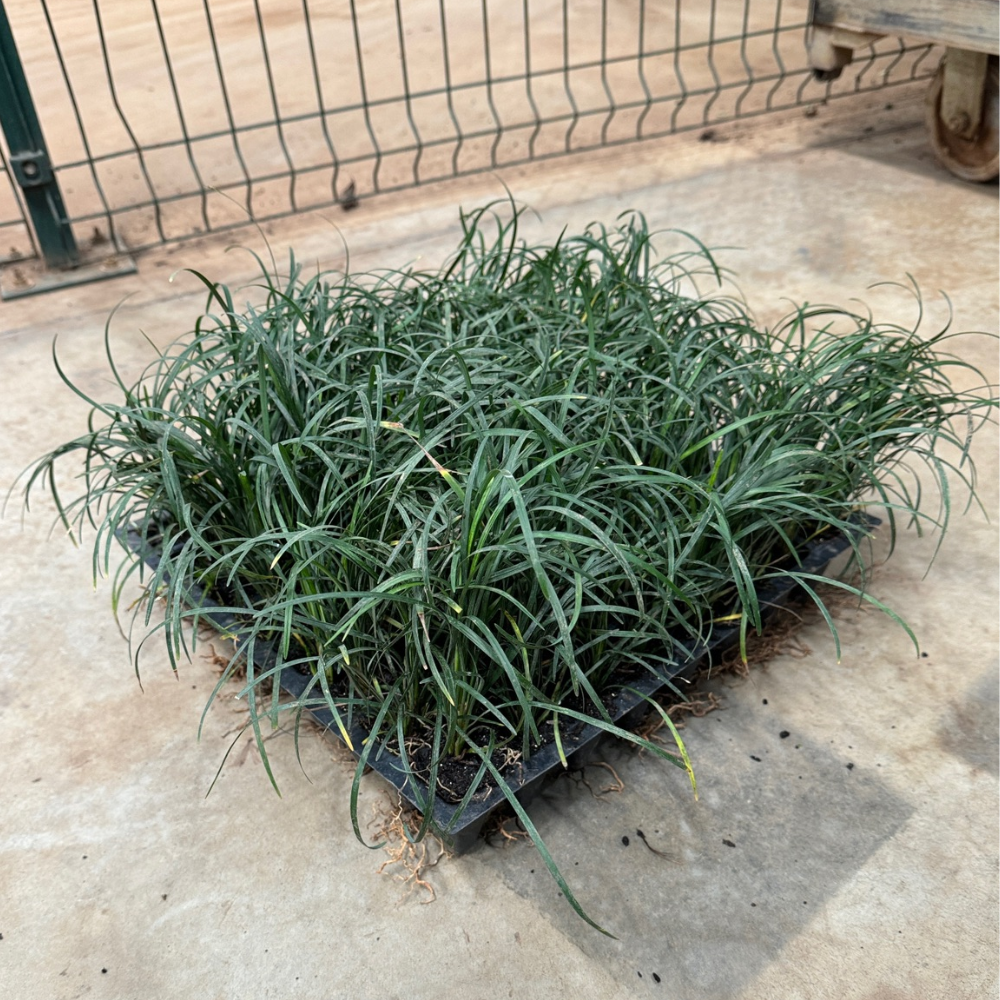 plantio grama preta youtube