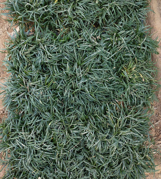 grama preta para áreas sombreadas