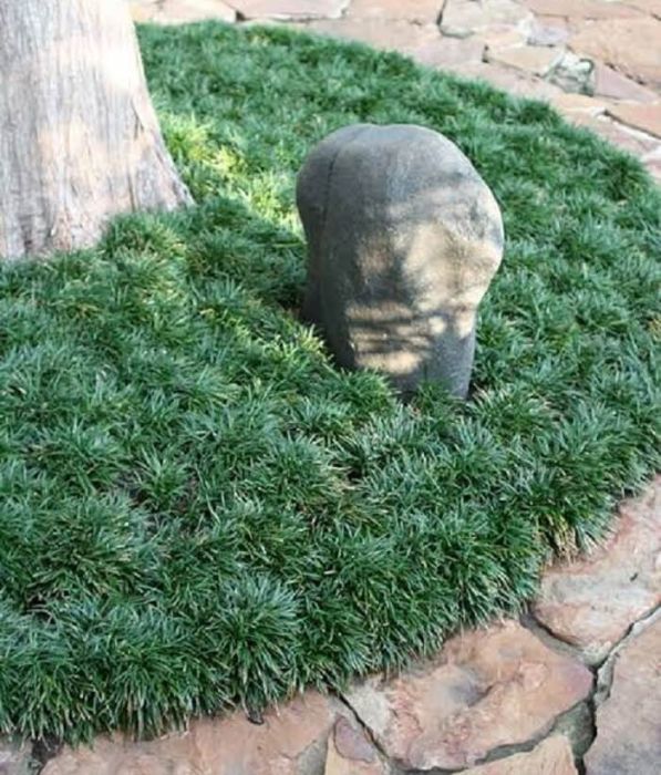 Onde comprar Ophiopogon japonicus