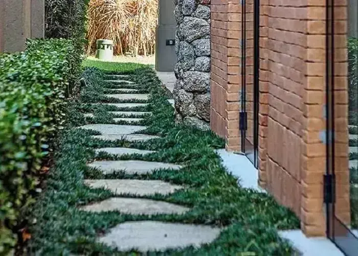 Onde comprar Ophiopogon japonicus