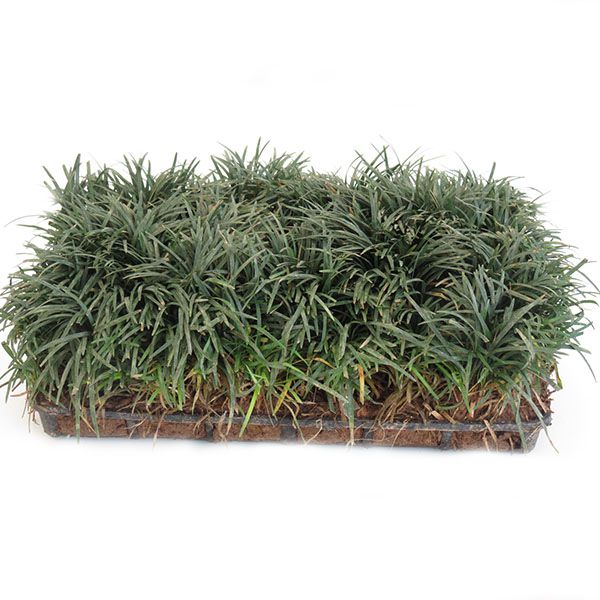 manutenção grama preta anã