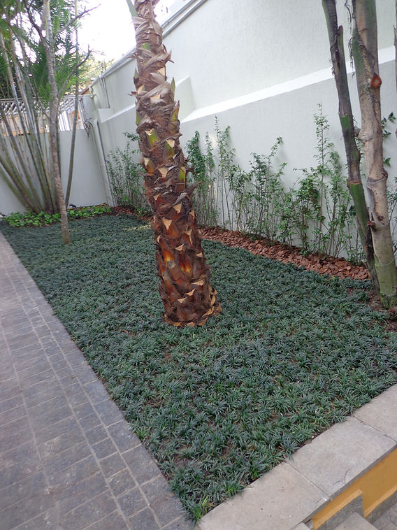 plantio grama preta youtube