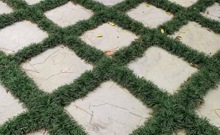 grama preta vs grama comum