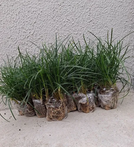 benefícios grama preta paisagismo