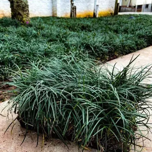 manutenção grama preta anã