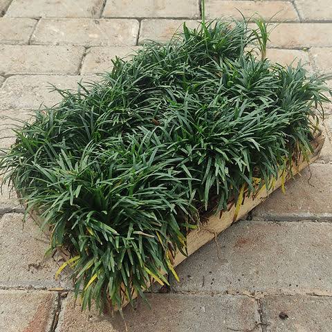 grama preta para áreas sombreadas