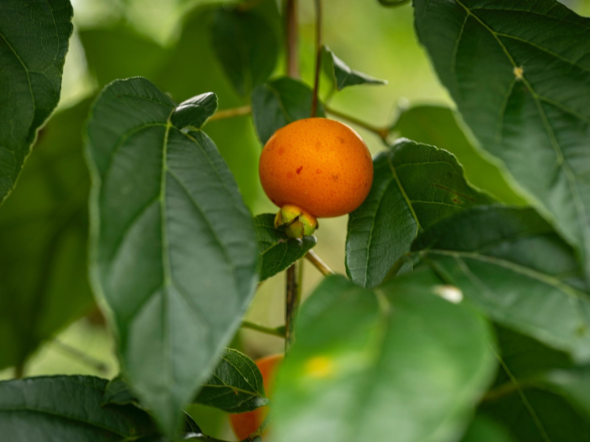 Guabiroba na Culinária: 7 Receitas Imperdíveis com a Fruta do Cerrado