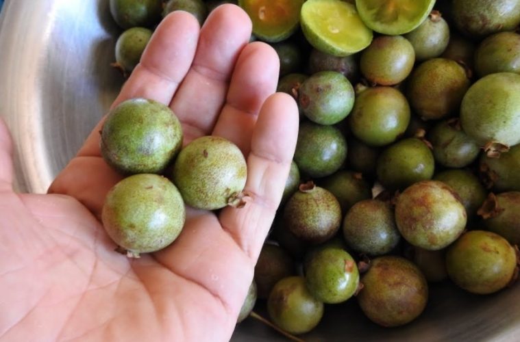 Guavira: A Joia Nutricional do Cerrado e Seus Incríveis Benefícios