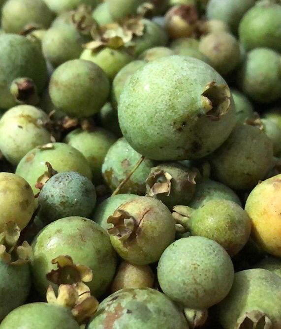 Onde Encontrar e Como Aproveitar a Guavira na Época da Colheita