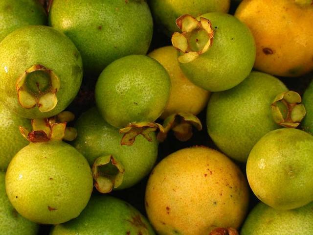Onde Encontrar e Como Aproveitar a Guavira na Época da Colheita