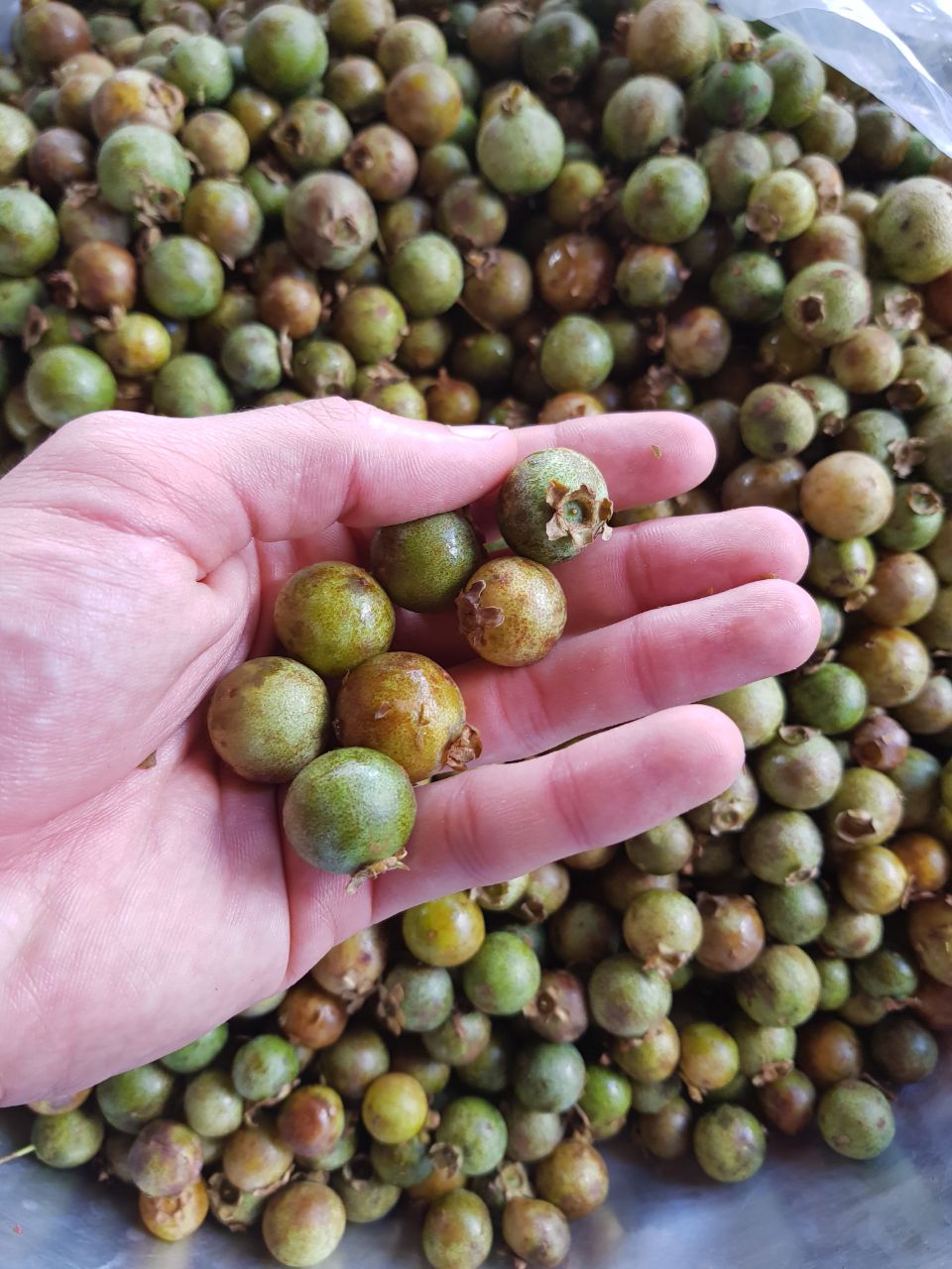 Preservação da Guavira: Desafios e Projetos para o Futuro da Fruta do Cerrado