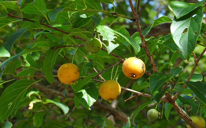 Guavira: A Joia Nutricional do Cerrado e Seus Incríveis Benefícios