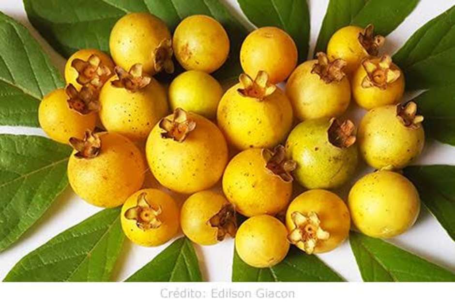 Gabiroba vs. Guavira: Entenda as Diferenças e Curiosidades dessa Fruta Símbolo