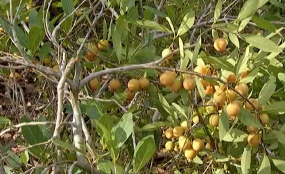 Como a Guavira Contribui para a Saúde: Usos Medicinais e Nutricionais