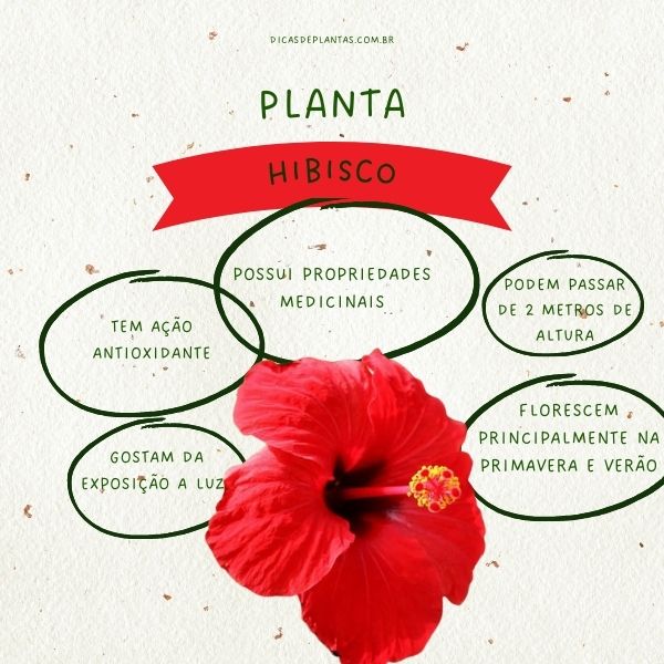 Hibisco e Gengibre: A Combinação Perfeita para Potencializar o Emagrecimento?