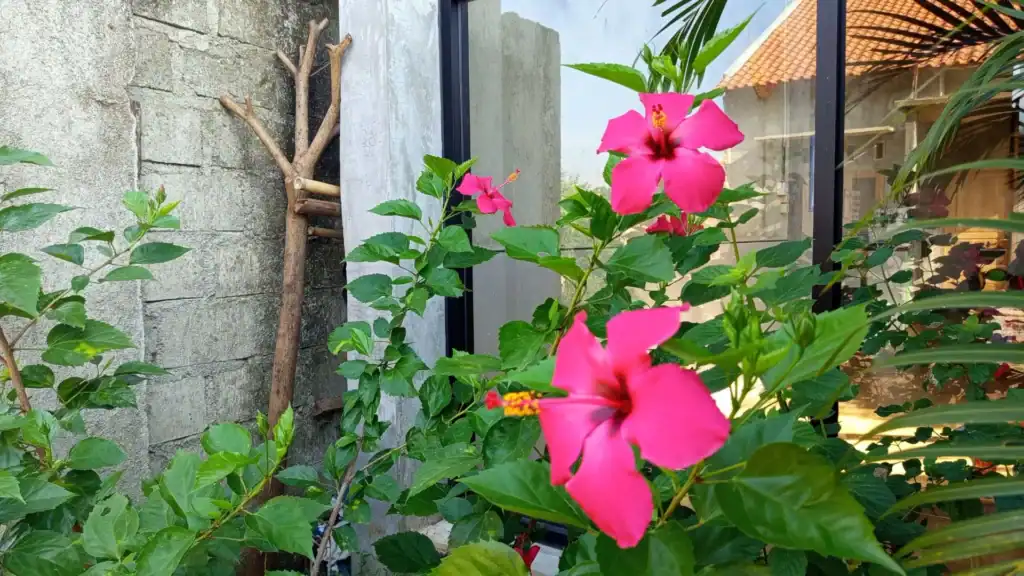 Hibisco e Gengibre: A Combinação Perfeita para Potencializar o Emagrecimento?