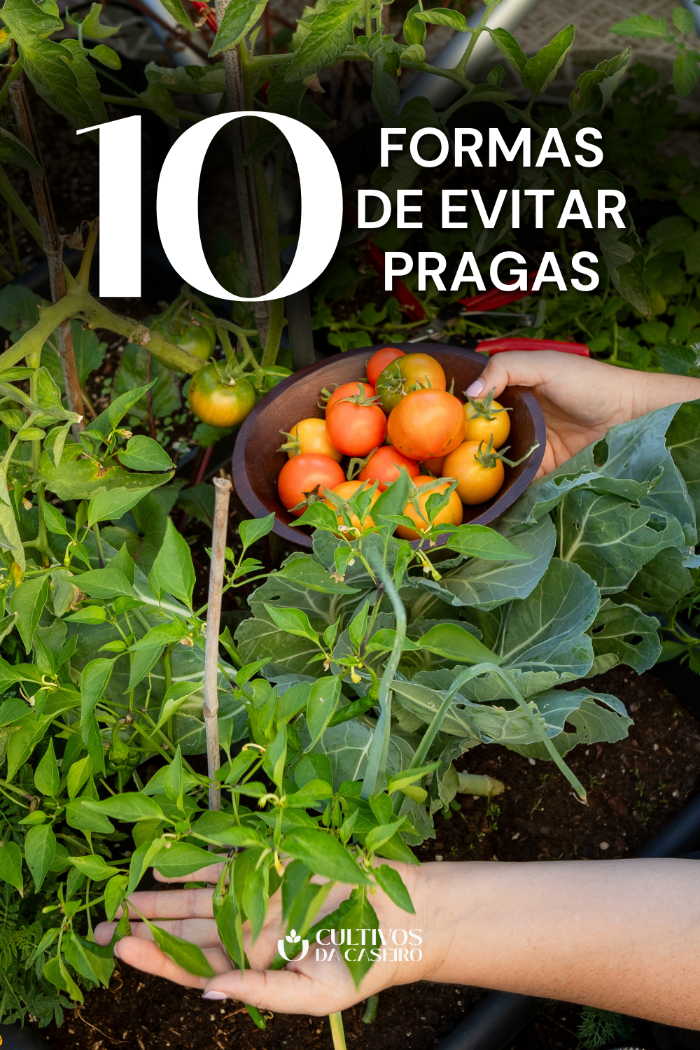 horta caseira como evitar pragas e doencas