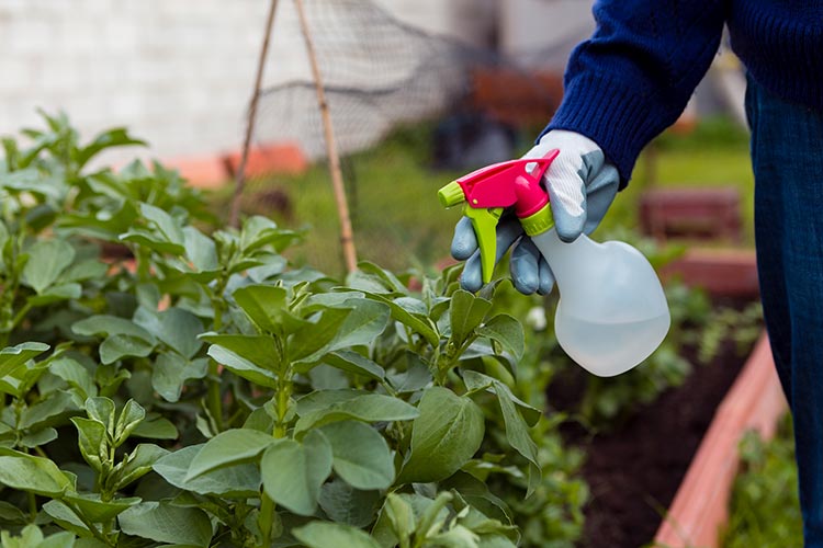 como eliminar pragas da horta naturalmente
