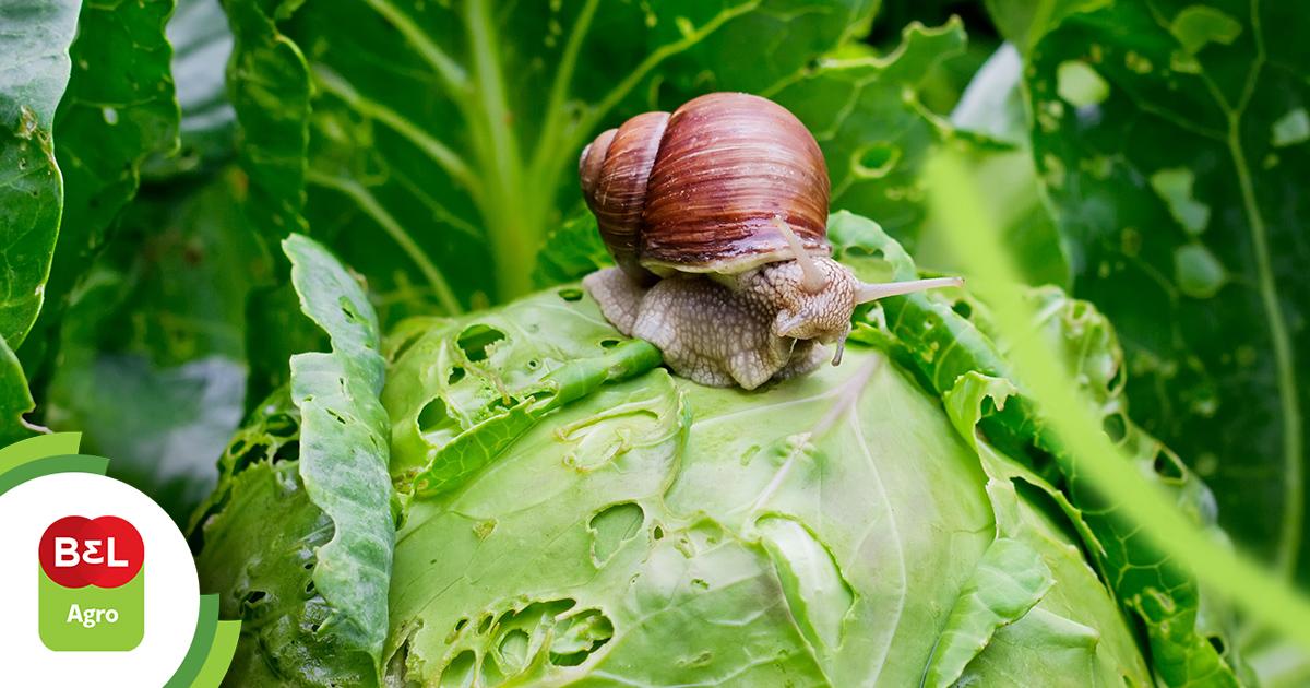 controle orgânico de pragas em casa