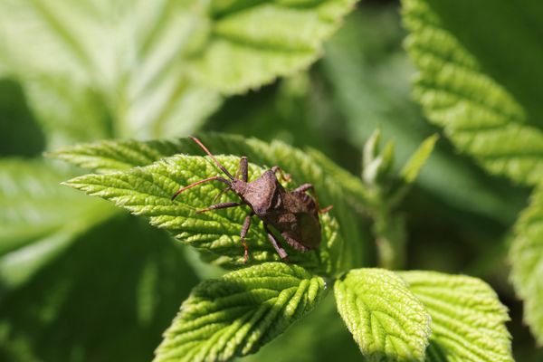 plantas que repelem insetos na horta