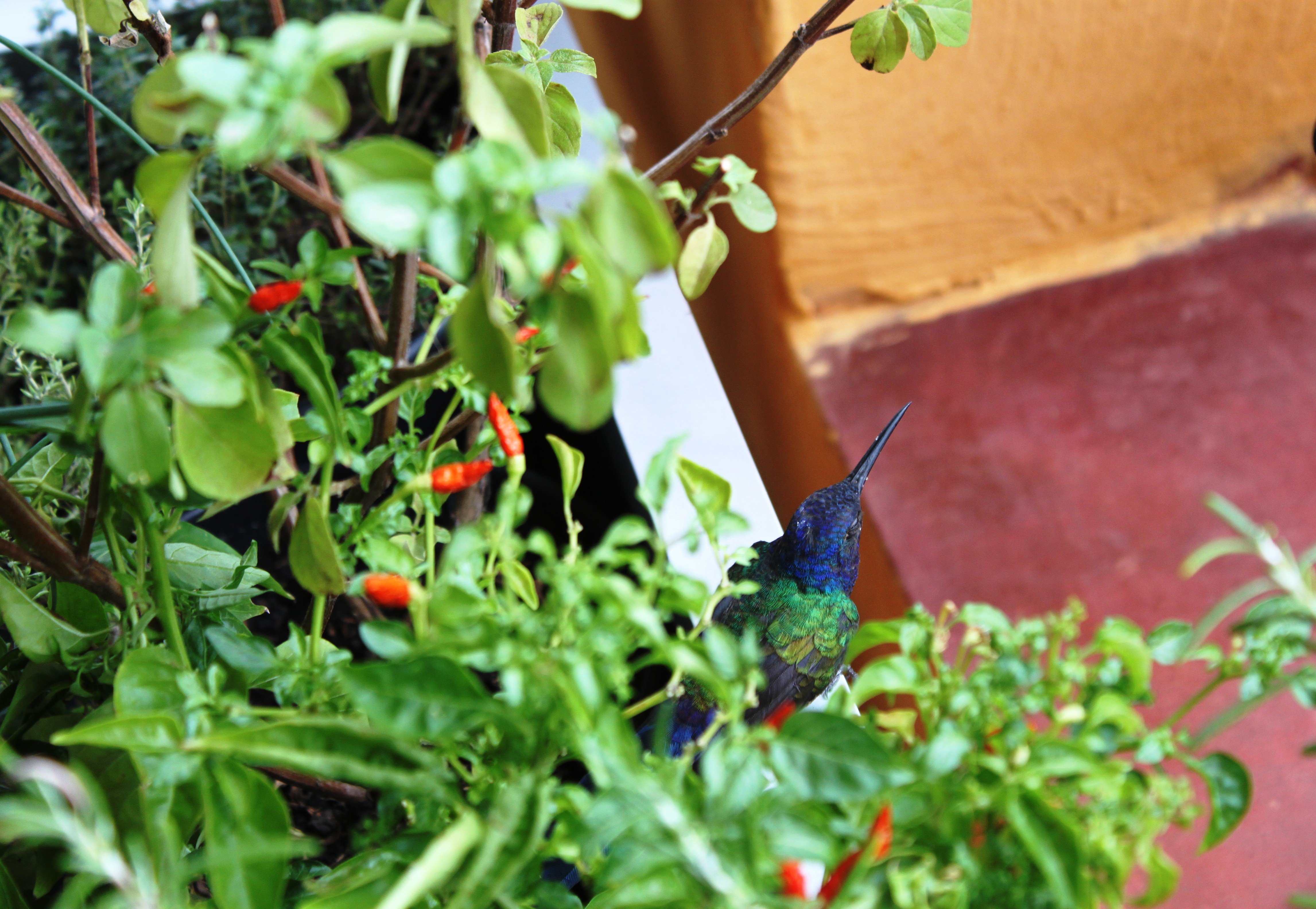 controle orgânico de pragas em casa