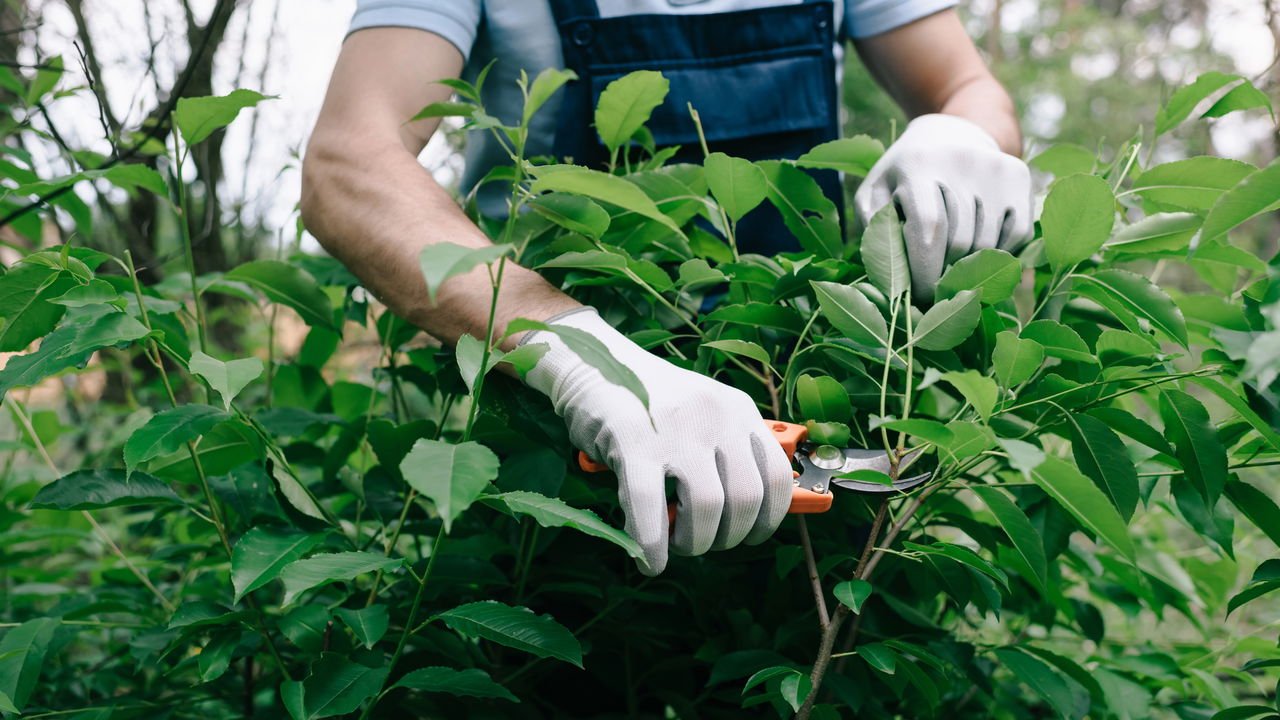 plantas que repelem insetos na horta