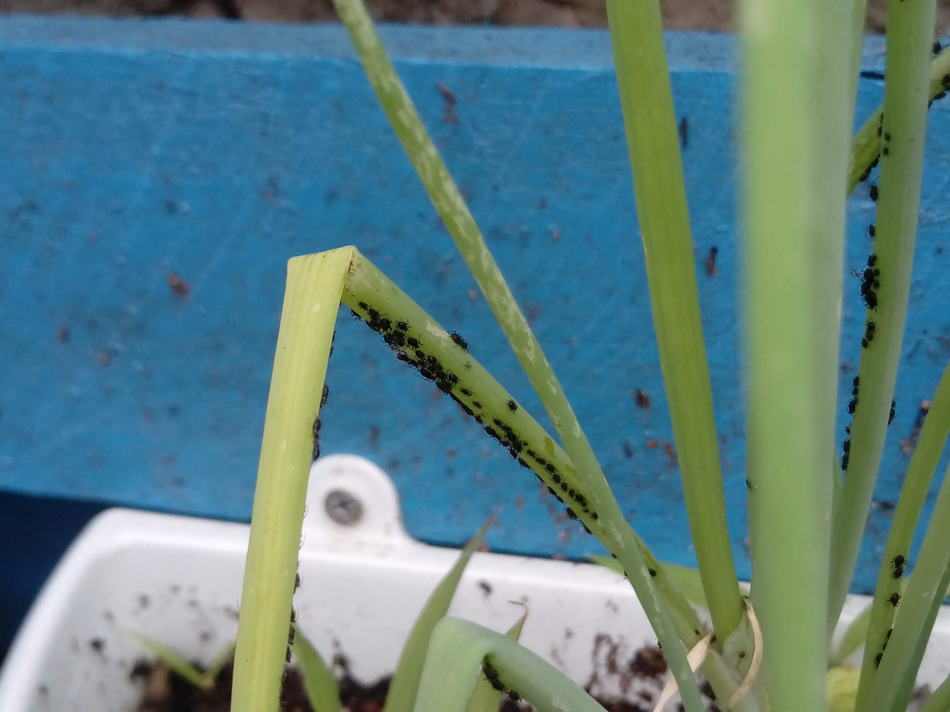 controle orgânico de pragas em casa