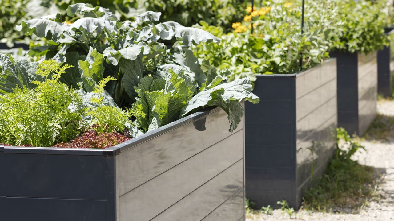 plantas que repelem insetos na horta